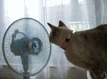 Cat Fan GIF - Find & Share on GIPHY