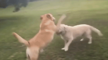 mallrat cute dog dogs playing GIF