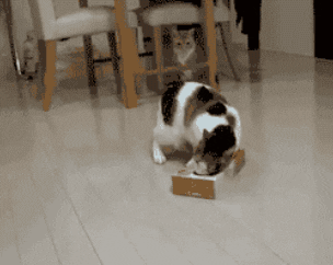 Image result for cat doing stupid gifs