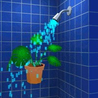 Shower Houseplant GIF