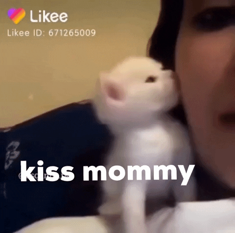 Cats Family GIF by Likee US