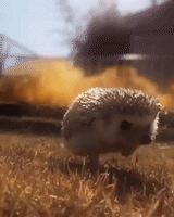 battlefield hedgehog GIF
