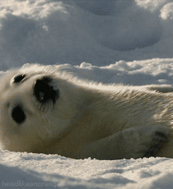Harp-seal GIFs - Get the best GIF on GIPHY