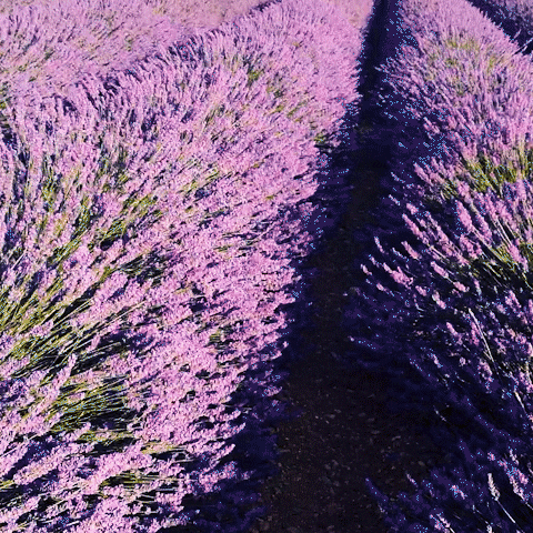 France Flower GIF