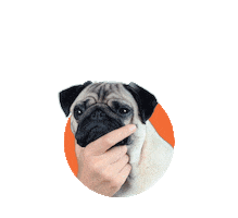 Na Duvida Faça O Place Sticker by Ledog