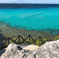 TheDolphinCompany GIF