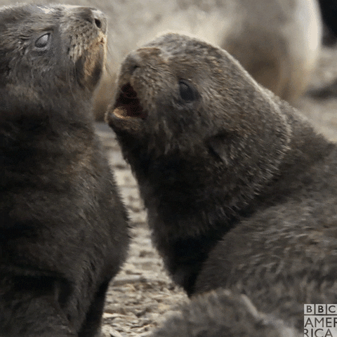 Baby Seal GIF by BBC America