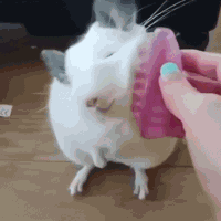 rat likes GIF