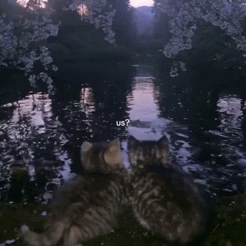 Cat Love GIF