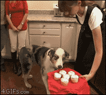 Image result for cupcake dog gif
