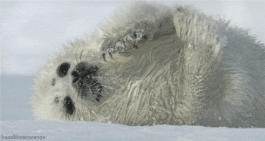 David Attenborough Seal GIF