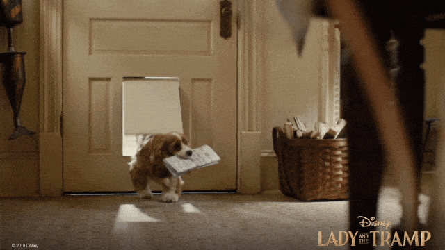 Feels Lady And The Tramp GIF by Walt Disney Studios - Find & Share on GIPHY