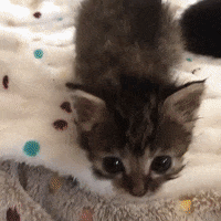 Happy Kitten GIF by JustViral.Net - Find &amp; Share on GIPHY