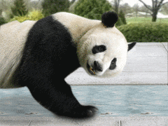 giphy.gif?cid=4bf119fc5ce42e7b68572f3455dd853e&rid=giphy.gif