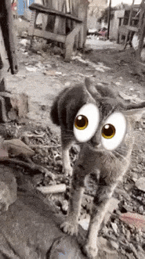 Cat Eyes GIF