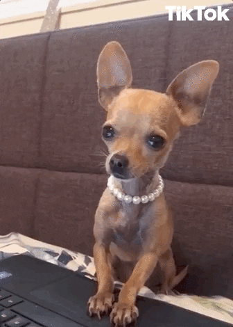 Sad Puppy GIF by TikTok - Find & Share on GIPHY