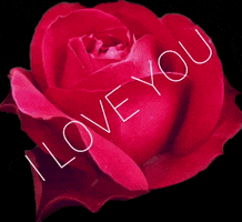 Flower Love GIF by tailor_made_solutions