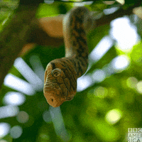 Boa Constrictor GIFs - Find & Share on GIPHY