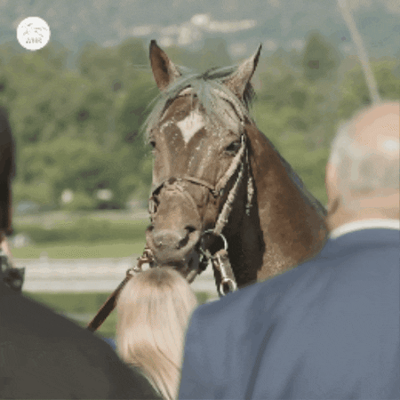Winner Bath GIF by World Horse Racing