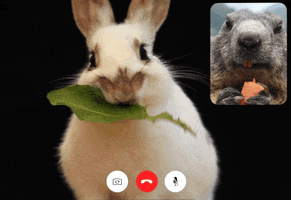 Hungry Bunny GIF by TINDER