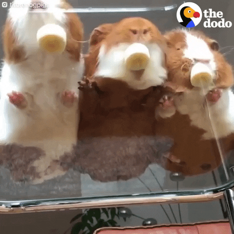 guinea pigs banana GIF by The Dodo