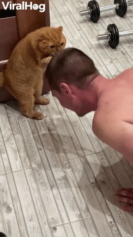 Kitty Keeps Push Up Pace With Head Scratches GIF by ViralHog