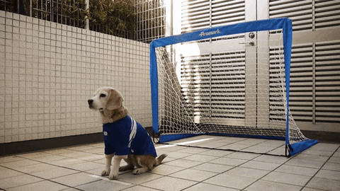 Dog Soccer GIF - Find & Share on GIPHY