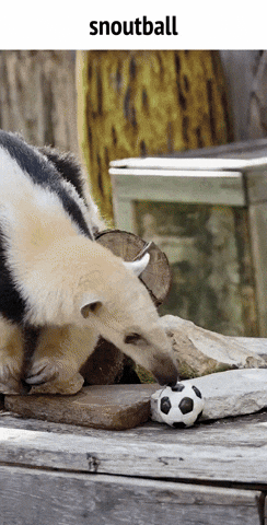 World Cup Football GIF