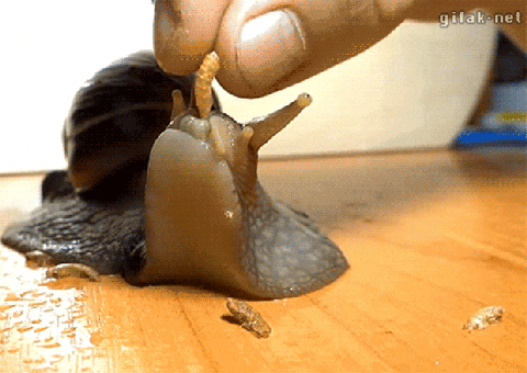 Snail Eating GIF - Find & Share on GIPHY