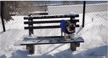 French Bulldog Love GIF by The BarkPost