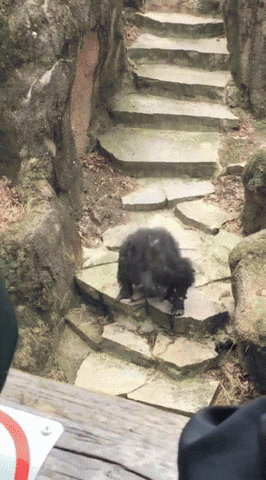 giphy.gif?cid=790b76116ad88f1950d2f1b651