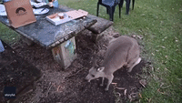 Curious Kangaroo Pokes Around Picnic Table