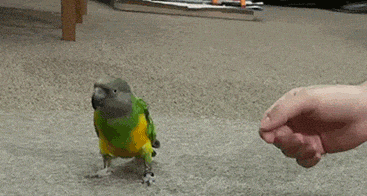 Animated GIF