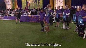 Westminster Dog Show Brio GIF by Westminster Kennel Club