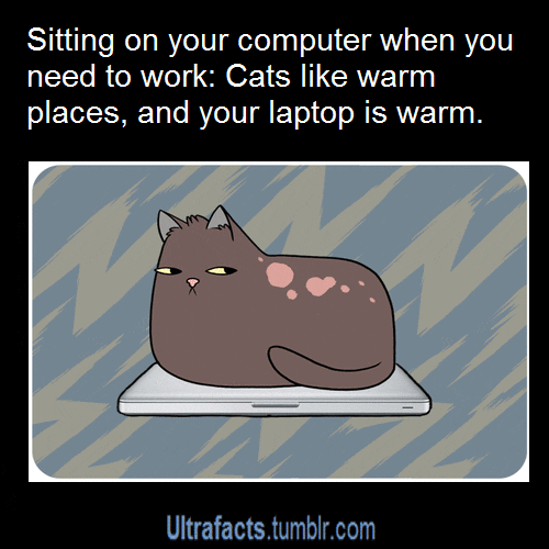 Digital art gif. A fat cat sits on a laptop and gives us the side eye, blinking. Text, "Sitting on your computer when you need to work: Cats like warm places, and laptops are warm."