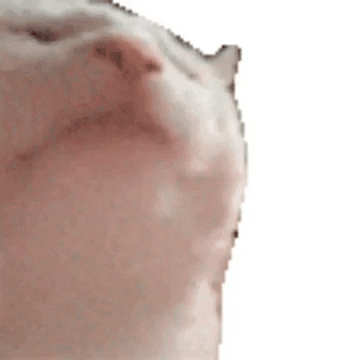 Cat GIF