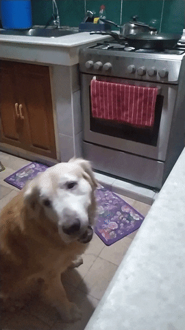 Biikthor GIF