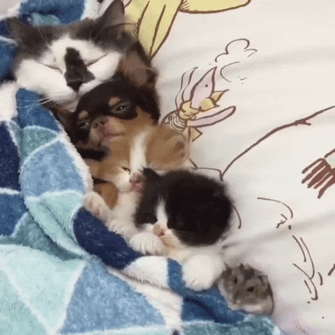 giphy.gif?cid=82a1493bicpjkqlhiqzpqd4mp0