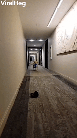 Good Dog Carries Case Of Bud Light GIF by ViralHog
