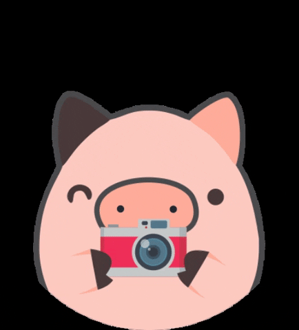 TODO CHANCHO GIF