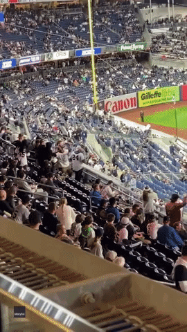 Yankee Stadium Football GIF by Storyful