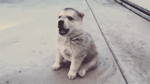 子犬 : Gif収集ブログ