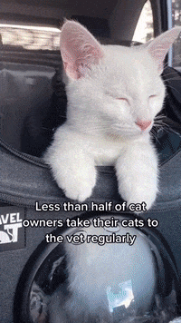 Adventuring-with-cats GIFs - Get the best GIF on GIPHY