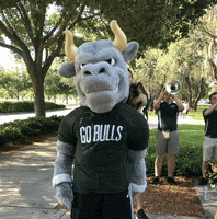 South Florida Bulls GIF by University of South Florida