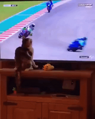 Video gif. Cat is watching a motorcycle race and it hits the TV with its paw. At the same time it hits the TV, the motorcyclist falls off his motorcycle coincidentally, and the cat stares.