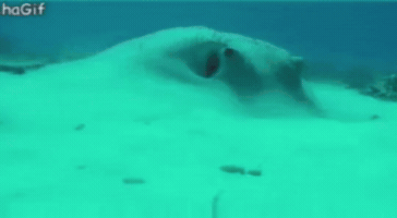 Jedi GIF