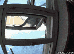 Cat Climb In GIF by Cheezburger - Find & Share on GIPHY