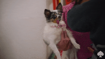 Kate Spade GIF by kate spade new york