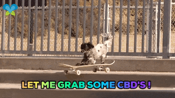Cats Dogs GIF by Imaginal Biotech