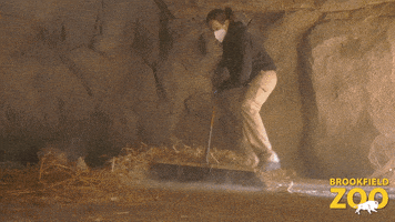 Brown Bear Reaction GIF by Brookfield Zoo